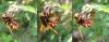 Milesia crabroniformis